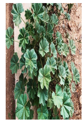 دراسة الغطاء النباتي في الجامعة الوطنية والمحيط